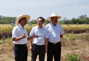 謝華安院士到岡上基地指導(dǎo)再生稻試驗